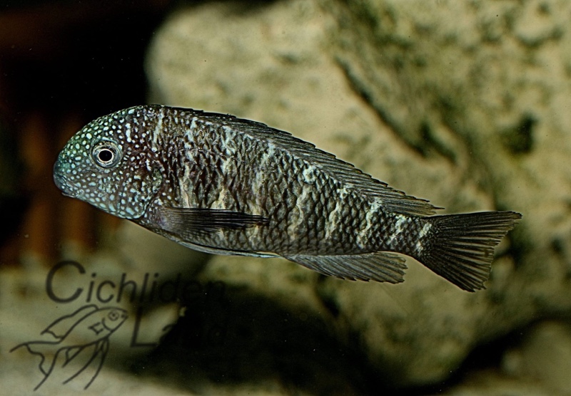 Tropheus sp. 'murago tanzania' Wampembe